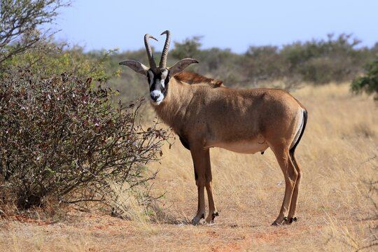 Roan antelope (Hippotragus equinus), adult, alert, Tswalu Game Reserve, Kalahari, Northern Cape, South Africa