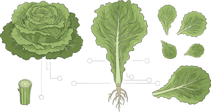 Lettuce Anatomy with Whole Head, Leaf Structure, Root System and Cross Section Botanical Vegetable Educational Vector Illustration