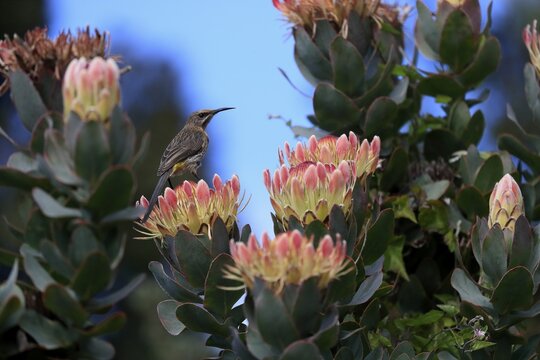 Protea aristata (Protea aristata), cape sugarbird (Promerops cafer), female, flower, flowering, rose family, buckthorn family, dwarf shrub, Kirstenbosch Botanical Gardens, Cape Town, South Africa