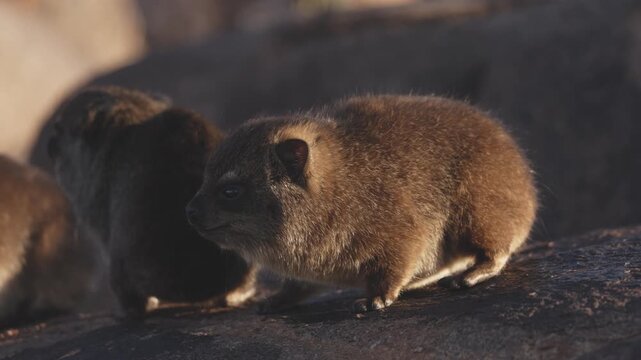 Close portrait of a young rock hyrax sitting on rocks in Namibia, cute small mammal with soft fur and curious eyes looking toward the camera in natural habitat, detailed wildlife close up in African