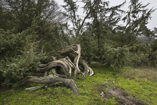 Old common juniper (Juniperus communis), Emsland, Lower Saxony, Germany