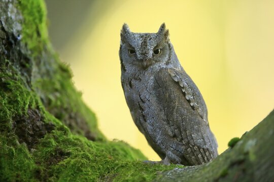 European scops owl (Otus scops), adult, on tree, in autumn, alert, Bohemian Forest, Czech Republic