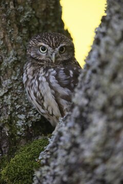 Pygmy Owl (Glaucidium pa&szlig;erinum), adult, on tree, in autumn, alert, Bohemian Forest, Czech Republic