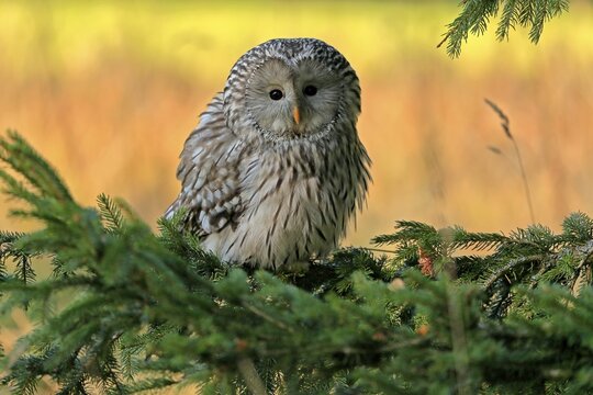 Ural Owl (Strix uralensis), adult, on fir tree, alert, Bohemian Forest, Czech Republic