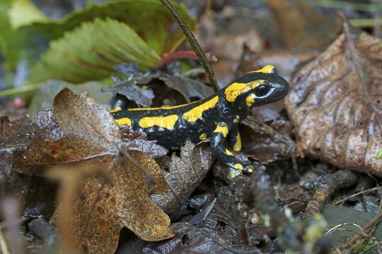 Fire salamander (Salamandra salamandra) in the forest habitat, Hesse, Germany