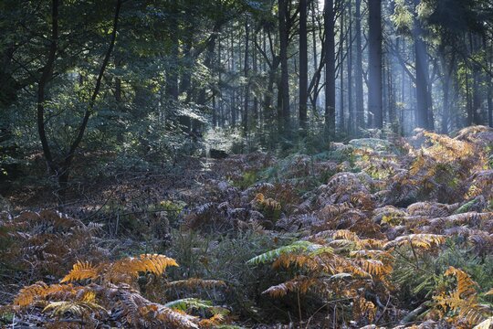 Bracken (Pteridium aquilinum) in common beech (Fagus sylvatica), Emsland, Lower Saxony, Germany