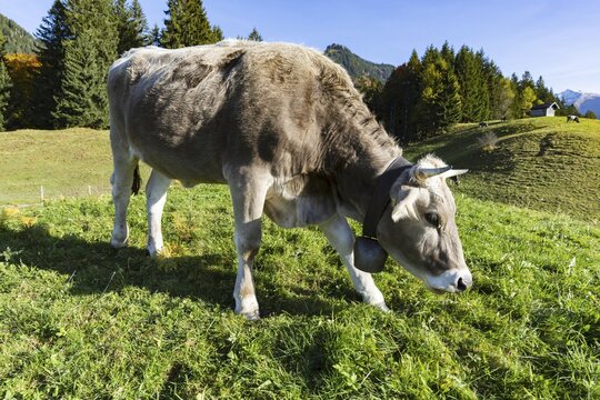 Allg&auml;uer Braunvieh (Bos primigenius taurus), Allg&auml;u, Bavaria, Germany