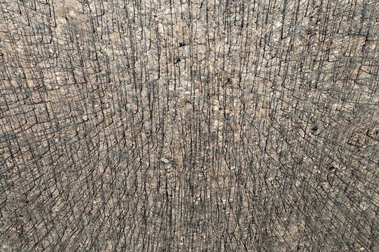 Burned Stone or Umbrella Pines (Pinus pinea) after a forest fire, aerial view, drone shot, Sierra Bermeja, M&aacute;laga Province, Andalusia, Spain