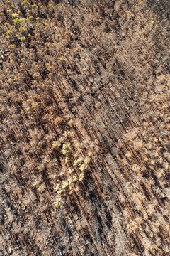 Burned Stone or Umbrella Pines (Pinus pinea) after a forest fire, aerial view, drone shot, Sierra Bermeja, M&aacute;laga Province, Andalusia, Spain