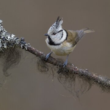 Crested Tit (Lophophanes cristatus), on a branch covered with bearded lichen, Biosphere Reserve, Swabian Alb, Baden-W&uuml;rttemberg, Germany