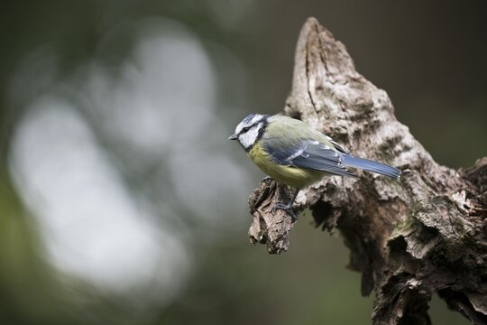 Blue Tit (Parus caerulea), Emsland, Lower Saxony, Germany