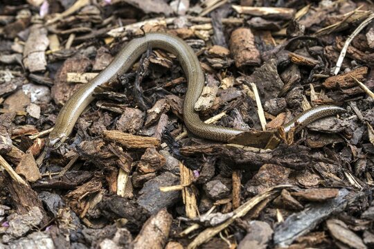 Slow worm (Anguis fragilis), Baden-W&uuml;rttemberg, Germany