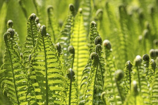 Fern, Wurmfarn (Dryopteris filix-mas), detail, Baden-W&uuml;rttemberg, Germany