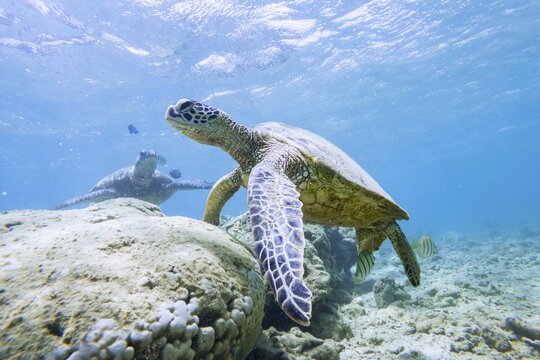 Green turtle (Chelonia mydas), underwater, Anini Beach, Kauai, Hawaii, USA