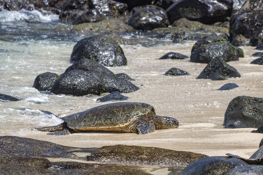 Green turtle (Chelonia mydas), on the beach, Hookipa Beach Park, Maui, Hawaii, USA
