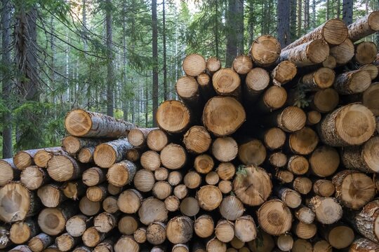 Wood piles, tree trunks, Bavaria, Germany