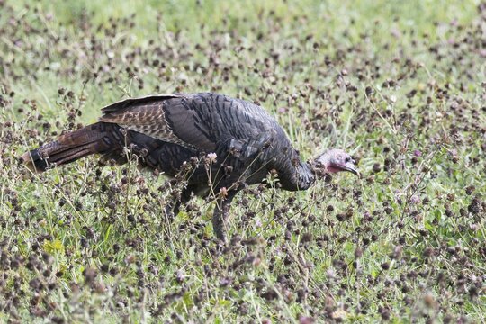 Common turkey (Meleagris gallopavo), Parc Natonal de la Mauricie, Canada