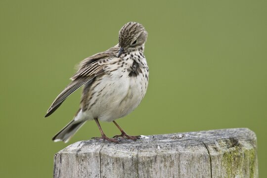 Raps (Anthus pratensis), preening, Lower Saxony, Germany