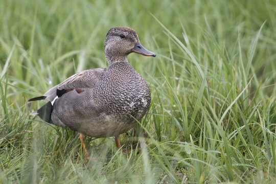 Gadwall (Mareca strepera), Lower Saxony, Germany