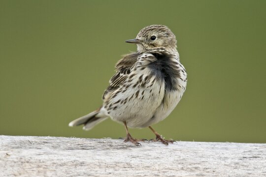Raps (Anthus pratensis), Lower Saxony, Germany