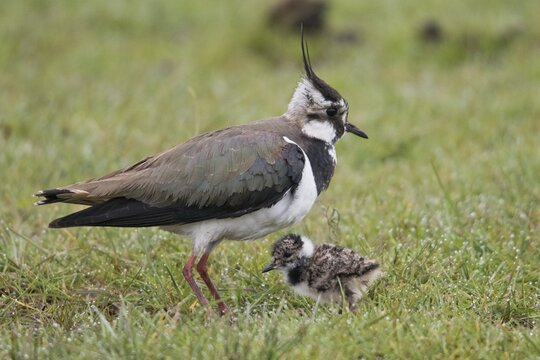 Northern lapwing (Vanellus vanellus) with young, Lower Saxony, Germany
