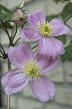 Clematis montana Tetrarose, Emsland, Lower Saxony, Germany