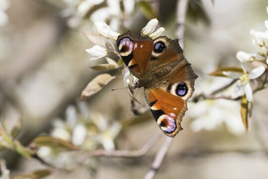 European peacock (Aglais io), on twig of flowering common rock pear (Amelanchier ovalis) Hesse, Germany