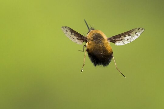 Spotted woolly hawk moth (Bombylius discolor), flying, Hesse, Germany