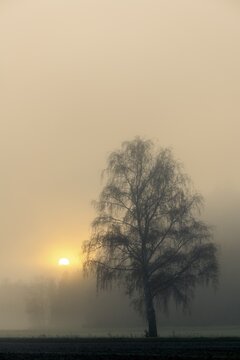 Warty birch (Betula pendula) in the fog at sunrise, Dirlewang, Unterallg&auml;u, Swabia, Bavaria, Germany