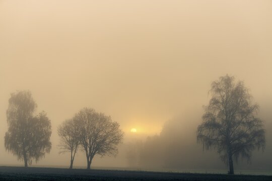 Row of trees in the fog at sunrise, Dirlewang, Unterallg&auml;u, Swabia, Bavaria, Germany