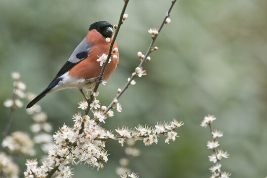 Eurasian bullfinch (Pyrrhula pyrrhula), Emsland, Lower Saxony, Germany