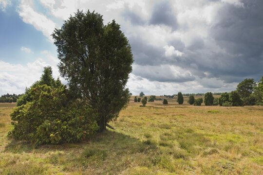 Common juniper (Juniperus communis) in heathland, Lower Saxony, Germany
