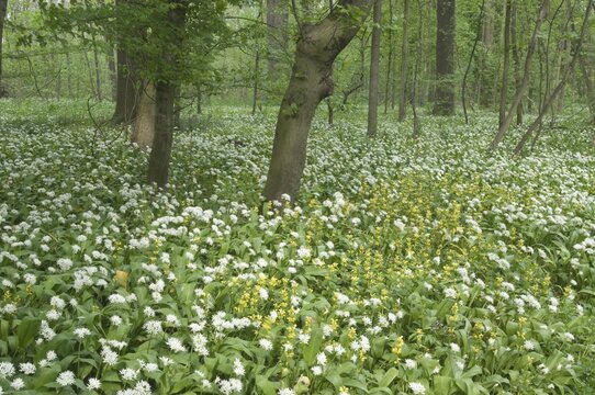 Mass stand of ramsons (Allium ursinum), alluvial forest Leipzig, Saxony, Germany