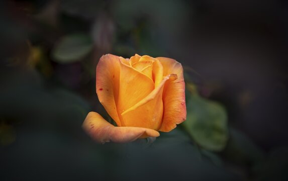 Shrub rose (Rosa), orange, International Rose Test Garden, Portland, Oregon, USA