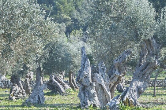 Olive (Olea europaea), Majorca, Spain