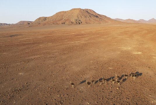 Ostrich (Struthio camelus), at a rocky desert plain at the edge of the Hoarusib river, aerial view, drone shot, Kaokoland, Kunene Region, Namibia