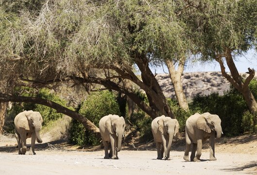 African Elephant (Loxodonta africana), so-called desert elephant, at the dry river bed of the Hoanib river, Damaraland, Kunene Region, Namibia