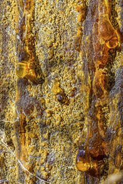 Tree resin of a european black pine (Pinus nigra), Bad V&ouml;slau, Lower Austria, Austria