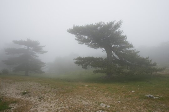 European black pines (Pinus nigra) in the fog, Bavella Pass, Corsica, France