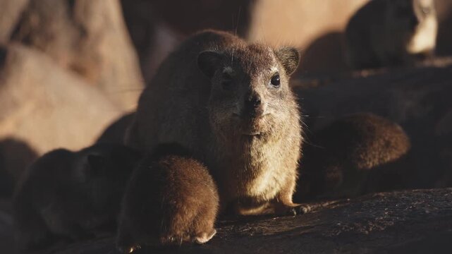 Female rock hyrax resting on warm African rocks with her young babies in Namibia, small mammals gathered in their natural habitat among stones, showing family behavior and wildlife life in the African