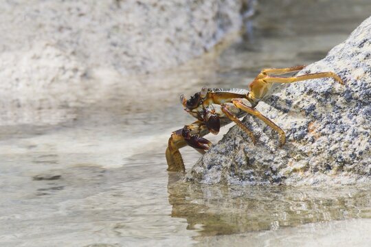 Rock crab (Grapsus tenuicristatus), La Digue, Seychelles