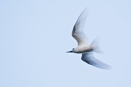 White tern (Gygis alba), Cousin, Seychelles