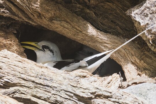 White-tailed Tropicbird (Phaeton lepturus) on nest, Cousin, Seychelles