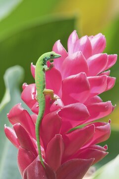 Small day gecko (Phelsuma astriata), Praslin, Seychelles
