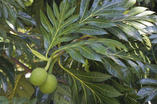 Breadfruit tree (Altocarpus altilis), Mahe, Seychelles