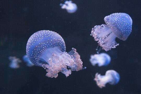 Australian spotted jellyfish (Phyllorhiza punctata), Loro Park, Puerto de la Cruz, Tenerife, Spain