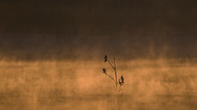 Cormorants sitting on the branch in foggy winter morning at kanha National Park, Madhya Pradesh, India 