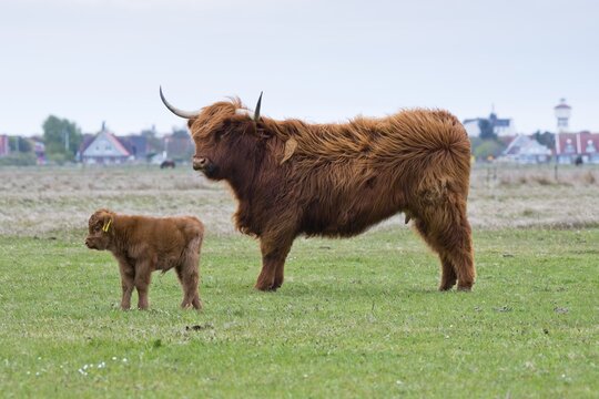 Scottish Highland domestic cattle (Bos primigenius taurus) with calf, Langeoog, Lower Saxony, Germany