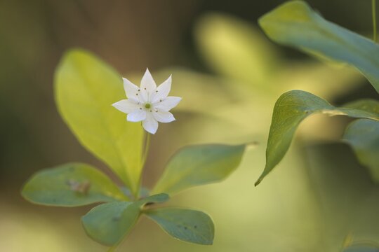 Chickweed wintergreen (Trientalis europaea), Emsland, Lower Saxony, Germany