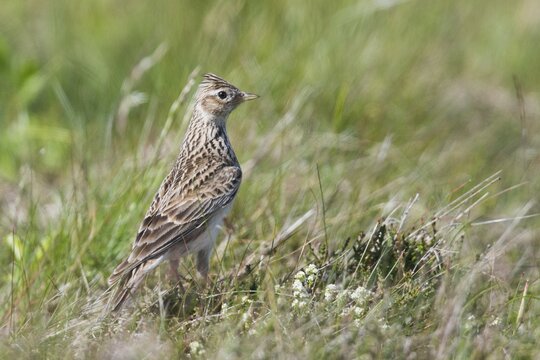 Eurasian skylark (Alauda arvensis), Emsland, Lower Saxony, Germany
